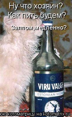 Ну что хозяин? Как пить будем? Залпом,медленно?... Котоматрица: Ну что хозяин? Как пить будем? Залпом,медленно?