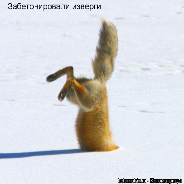 Забетонировали изверги... Котоматрица: Забетонировали изверги