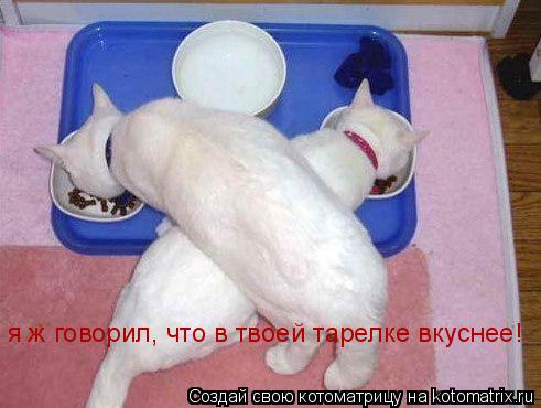 я ж говорил, что в твоей тарелке вкуснее!... Котоматрица: я ж говорил, что в твоей тарелке вкуснее!