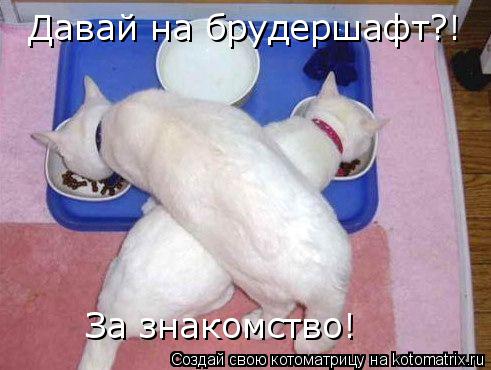 За знакомство! Давай на брудершафт?!... Котоматрица: За знакомство! Давай на брудершафт?!
