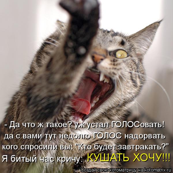 - Да что ж такое? уж устал ГОЛОСовать! да с вами тут недолго ГОЛОС надорвать кого спросили вы: "Кто б... Котоматрица: - Да что ж такое? уж устал ГОЛОСовать! да с вами тут недолго ГОЛОС надорвать кого спросили вы: "Кто будет завтракать?" Я битый час кричу: КУШАТ