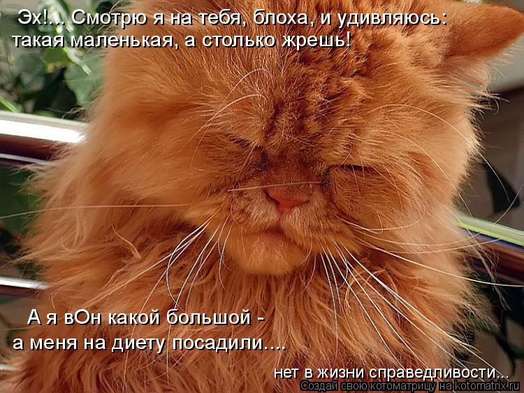 Эх!... Смотрю я на тебя, блоха, и удивляюсь: такая маленькая, а столько жрешь! А я вОн какой большой ... Котоматрица: Эх!... Смотрю я на тебя, блоха, и удивляюсь: такая маленькая, а столько жрешь! А я вОн какой большой - а меня на диету посадили.... нет в жизни спр