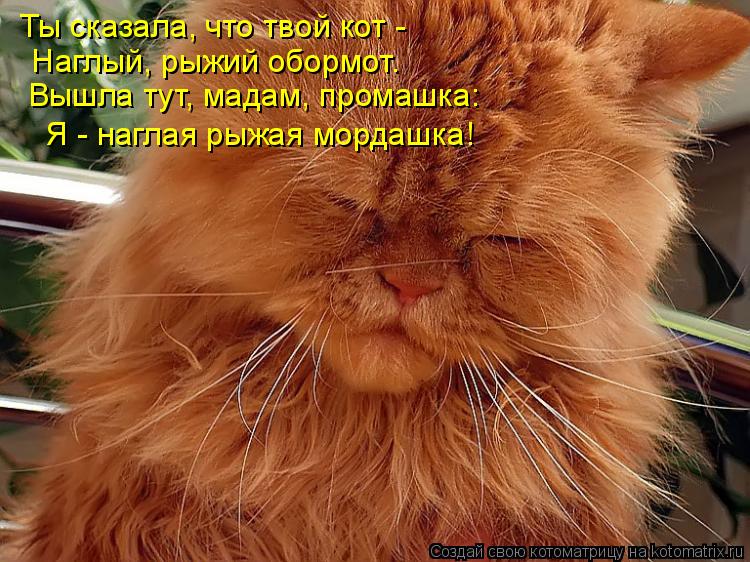 Ты сказала, что твой кот - Наглый, рыжий обормот. Вышла тут, мадам, промашка: Я - наглая рыжая... Котоматрица: Ты сказала, что твой кот - Наглый, рыжий обормот. Вышла тут, мадам, промашка: Я - наглая рыжая мордашка!