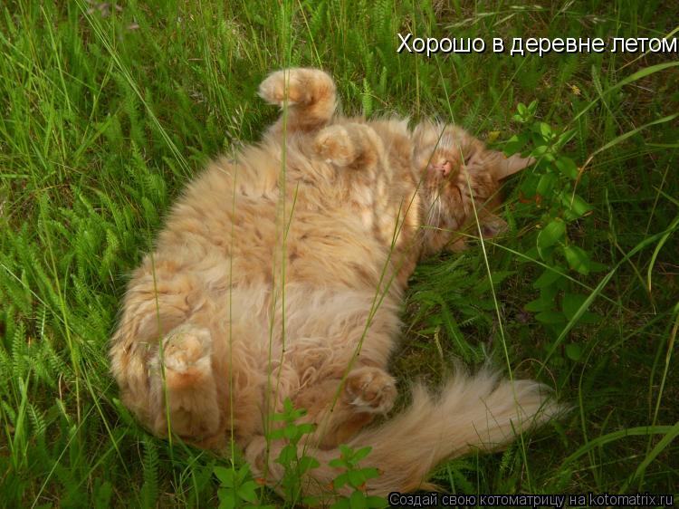 Хорошо в деревне летом!... Котоматрица: Хорошо в деревне летом!