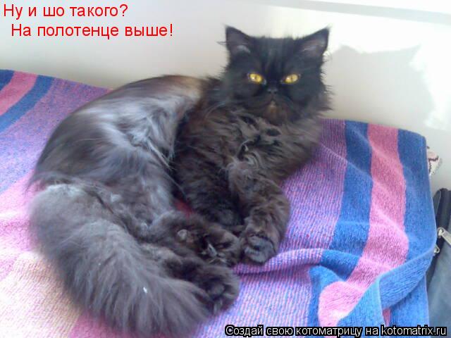 Ну и шо такого? На полотенце выше!... Котоматрица: Ну и шо такого? На полотенце выше!