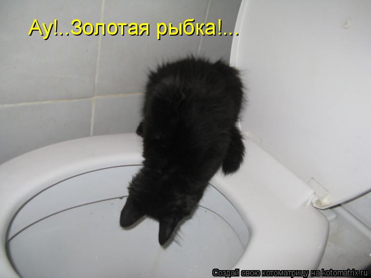 Ау!..Золотая рыбка!...... Котоматрица: Ау!..Золотая рыбка!...