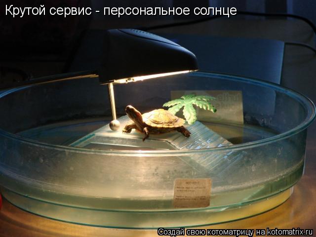 Крутой сервис - персональное солнце... Котоматрица: Крутой сервис - персональное солнце