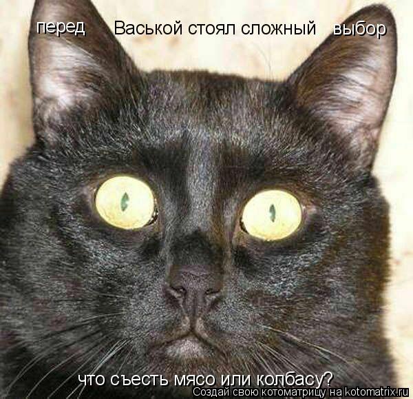 перед выбор Васькой стоял сложный что съесть мясо или колбасу?... Котоматрица: перед выбор Васькой стоял сложный что съесть мясо или колбасу?
