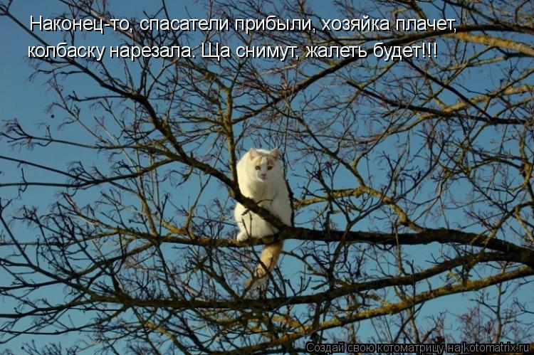 Наконец-то, спасатели прибыли, хозяйка плачет, колбаску нарезала. Ща снимут, жалеть будет!!!... Котоматрица: Наконец-то, спасатели прибыли, хозяйка плачет, колбаску нарезала. Ща снимут, жалеть будет!!!