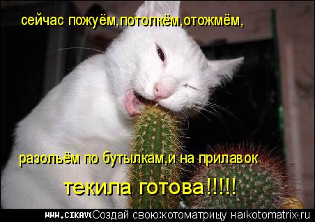 сейчас пожуём,потолкём,отожмём, разольём по бутылкам,и на прилавок текила готова!!!!!... Котоматрица: сейчас пожуём,потолкём,отожмём, разольём по бутылкам,и на прилавок текила готова!!!!!