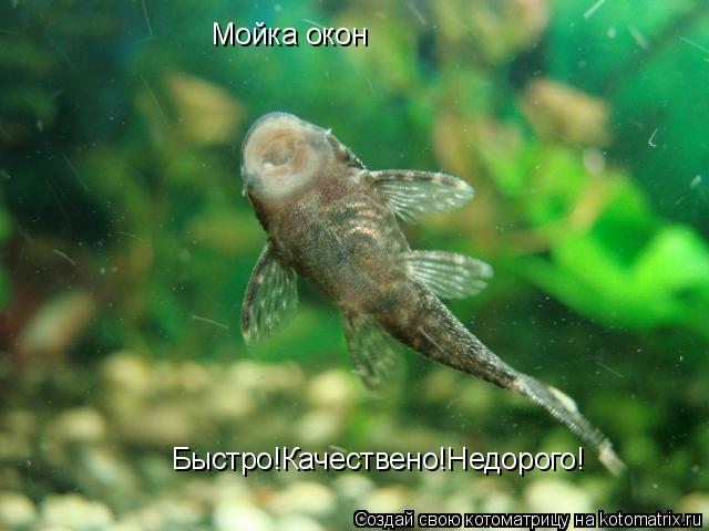 Мойка окон Быстро!Качествено!Недорого!... Котоматрица: Мойка окон Быстро!Качествено!Недорого!