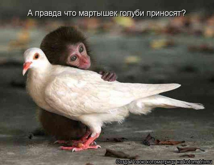 А правда что мартышек голуби приносят?... Котоматрица: А правда что мартышек голуби приносят?