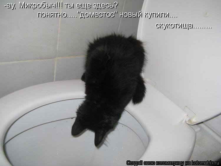 -ау, Микробыч!!! ты еще здесь? понятно....."доместос" новый купили.... скукотища............ Котоматрица: -ау, Микробыч!!! ты еще здесь? понятно....."доместос" новый купили.... скукотища.........