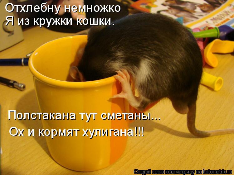Отхлебну немножко Я из кружки кошки. Полстакана тут сметаны... Ох и кормят хулигана!!!... Котоматрица: Отхлебну немножко Я из кружки кошки. Полстакана тут сметаны... Ох и кормят хулигана!!!