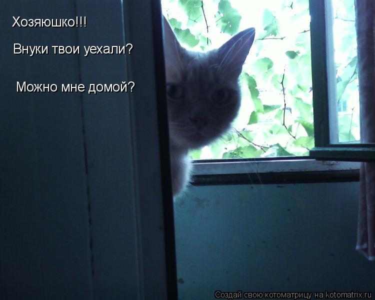 Хозяюшко!!! Внуки твои уехали? Можно мне домой?... Котоматрица: Хозяюшко!!! Внуки твои уехали? Можно мне домой?