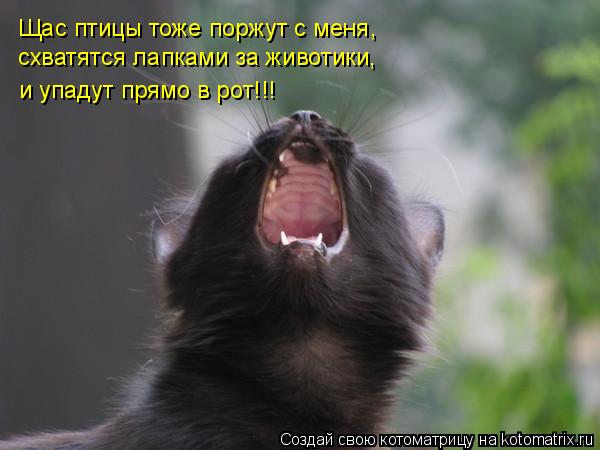 Щас птицы тоже поржут с меня, схватятся лапками за животики, и упадут прямо в рот!!!... Котоматрица: Щас птицы тоже поржут с меня, схватятся лапками за животики, и упадут прямо в рот!!!