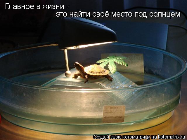 Главное в жизни - это найти своё место под солнцем... Котоматрица: Главное в жизни - это найти своё место под солнцем