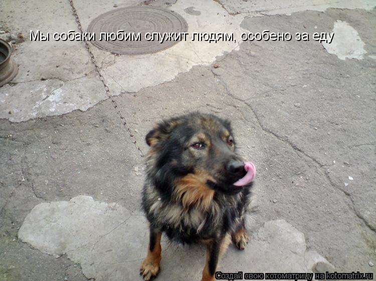 Мы собаки любим служит людям, особено за еду... Котоматрица: Мы собаки любим служит людям, особено за еду