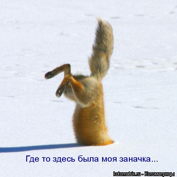 Где то здесь была моя заначка...... Котоматрица: Где то здесь была моя заначка...