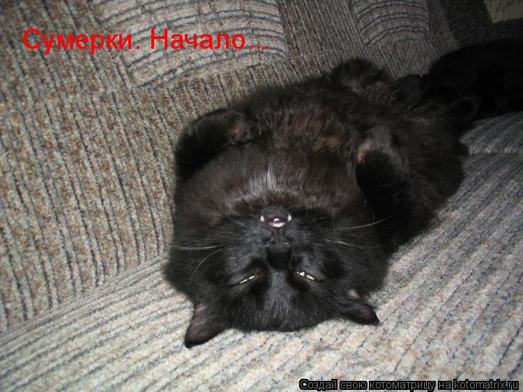 Сумерки. Начало...... Котоматрица: Сумерки. Начало...