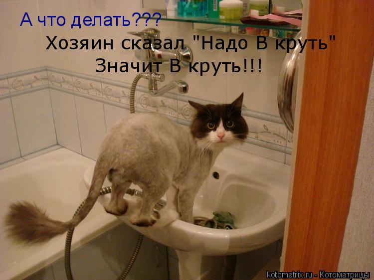 А что делать??? Хозяин сказал "Надо В круть" Значит В круть!!!... Котоматрица: А что делать??? Хозяин сказал "Надо В круть" Значит В круть!!!