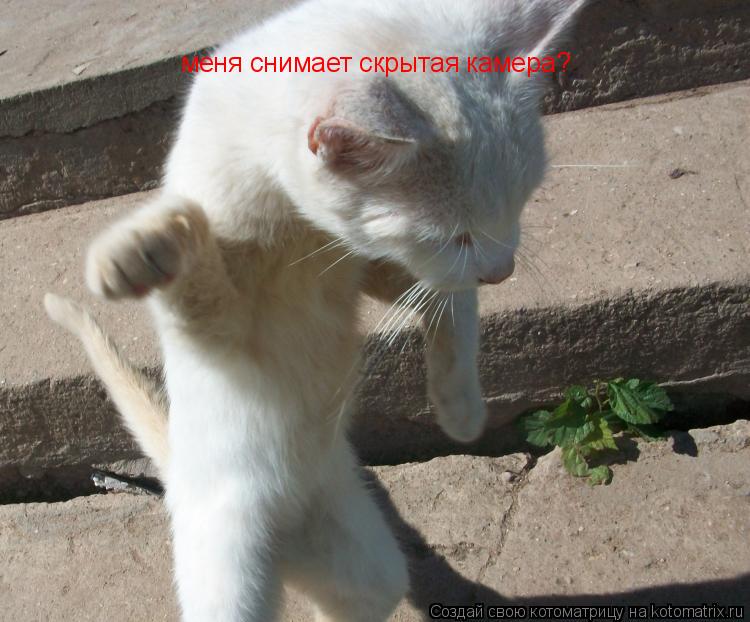 меня снимает скрытая камера?... Котоматрица: меня снимает скрытая камера?