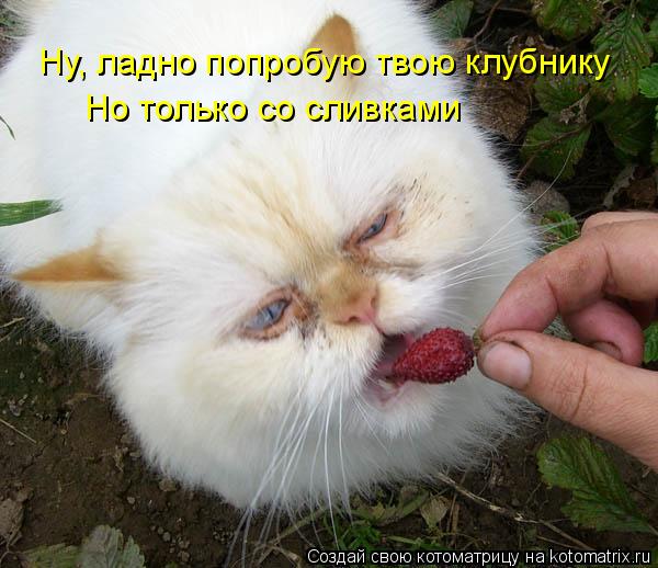 Ну, ладно попробую твою клубнику Но только со сливками... Котоматрица: Ну, ладно попробую твою клубнику Но только со сливками
