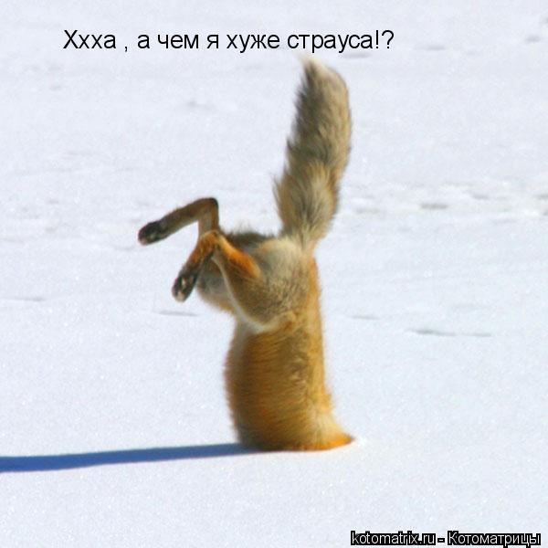 Ххха , а чем я хуже страуса!?... Котоматрица: Ххха , а чем я хуже страуса!?
