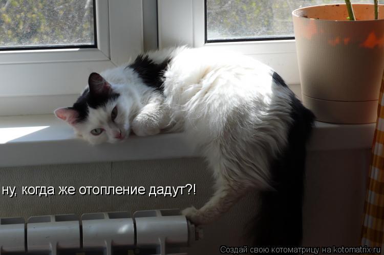 ну, когда же отопление дадут?!... Котоматрица: ну, когда же отопление дадут?!