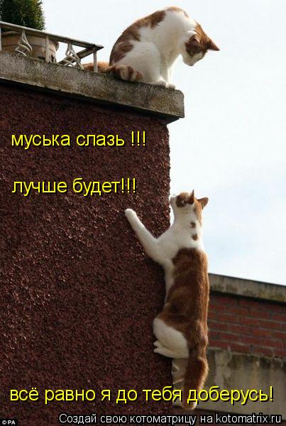 муська слазь !!! лучше будет!!! всё равно я до тебя доберусь!... Котоматрица: муська слазь !!! лучше будет!!! всё равно я до тебя доберусь!