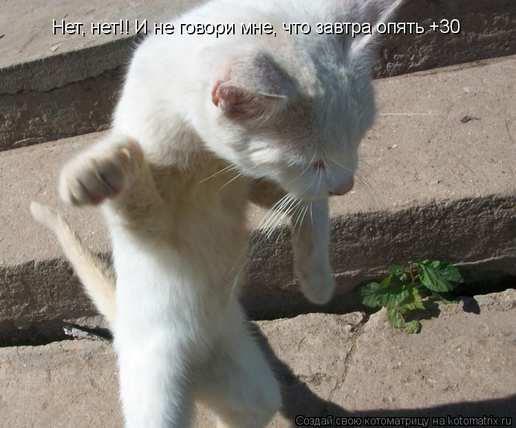 Нет, нет!! И не говори мне, что завтра опять +30... Котоматрица: Нет, нет!! И не говори мне, что завтра опять +30