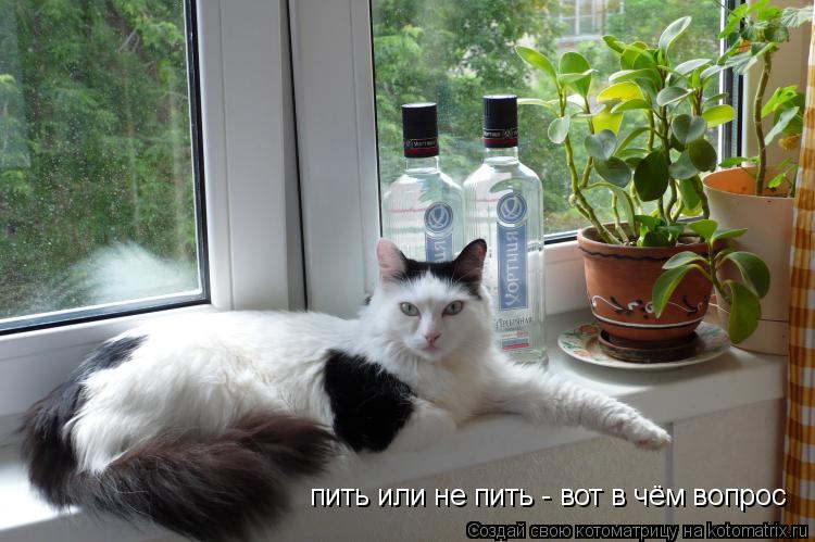 пить или не пить - вот в чём вопрос... Котоматрица: пить или не пить - вот в чём вопрос