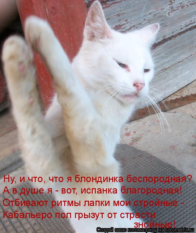 Ну, и что, что я блондинка беспородная? А в душе я - вот, испанка благородная! Отбивают ритмы лапки м... Котоматрица: Ну, и что, что я блондинка беспородная? А в душе я - вот, испанка благородная! Отбивают ритмы лапки мои стройные - Кабальеро пол грызут от стра