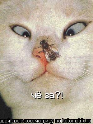 чё за?!... Котоматрица: чё за?!