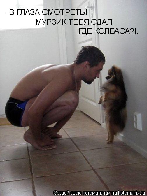 - В ГЛАЗА СМОТРЕТЬ! МУРЗИК ТЕБЯ СДАЛ! ГДЕ КОЛБАСА?!.... Котоматрица: - В ГЛАЗА СМОТРЕТЬ! МУРЗИК ТЕБЯ СДАЛ! ГДЕ КОЛБАСА?!.