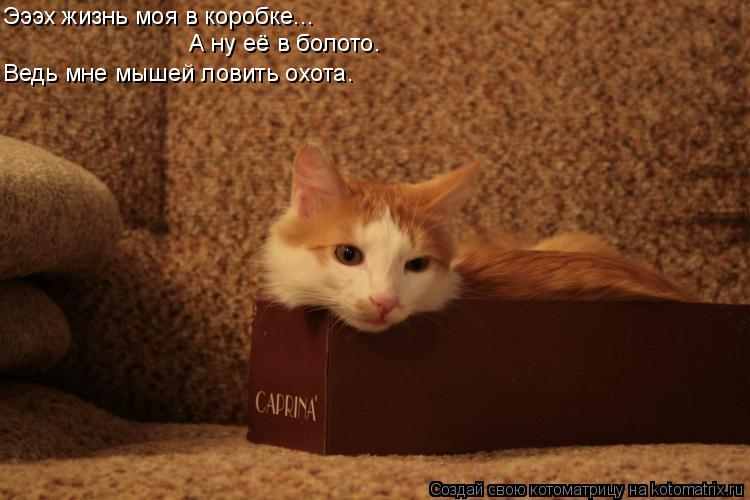 Эээх жизнь моя в коробке... А ну её в болото. Ведь мне мышей ловить охота.... Котоматрица: Эээх жизнь моя в коробке... А ну её в болото. Ведь мне мышей ловить охота.