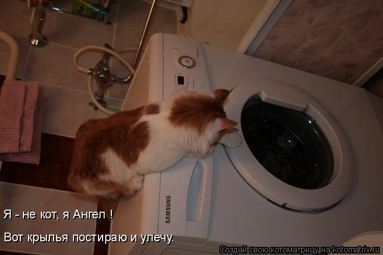 Я - не кот, я Ангел ! Вот крылья постираю и улечу.... Котоматрица: Я - не кот, я Ангел ! Вот крылья постираю и улечу.