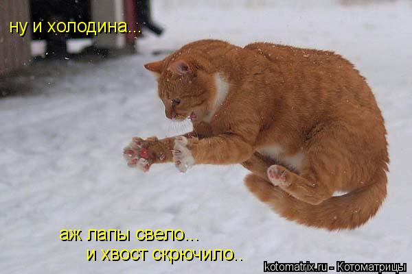 ну и холодина... аж лапы свело... и хвост скрючило..... Котоматрица: ну и холодина... аж лапы свело... и хвост скрючило..
