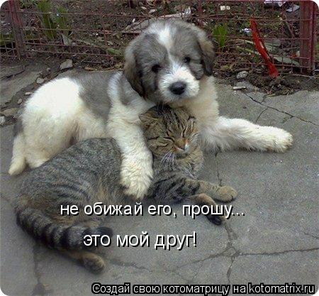 не обижай его, прошу... это мой друг!... Котоматрица: не обижай его, прошу... это мой друг!