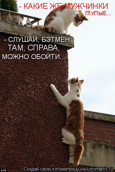 - СЛУШАЙ, БЭТМЕН: ТАМ, СПРАВА, МОЖНО ОБОЙТИ... - КАКИЕ ЖЕ МУЖЧИНКИ ГЛУПЫЕ...... Котоматрица: - СЛУШАЙ, БЭТМЕН: ТАМ, СПРАВА, МОЖНО ОБОЙТИ... - КАКИЕ ЖЕ МУЖЧИНКИ ГЛУПЫЕ...