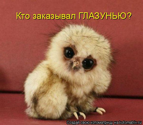 Кто заказывал ГЛАЗУНЬЮ?... Котоматрица: Кто заказывал ГЛАЗУНЬЮ?