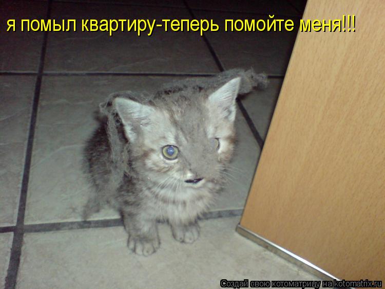 я помыл квартиру-теперь помойте меня!!!... Котоматрица: я помыл квартиру-теперь помойте меня!!!
