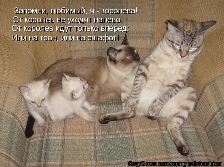 Запомни, любимый, я - королева! От королев не уходят налево. От королев идут только вперед: Или на тр... Котоматрица: Запомни, любимый, я - королева! От королев не уходят налево. От королев идут только вперед: Или на трон, или на эшафот!