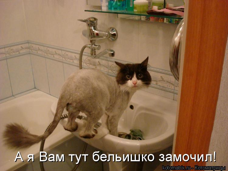 А я Вам тут бельишко замочил!... Котоматрица: А я Вам тут бельишко замочил!