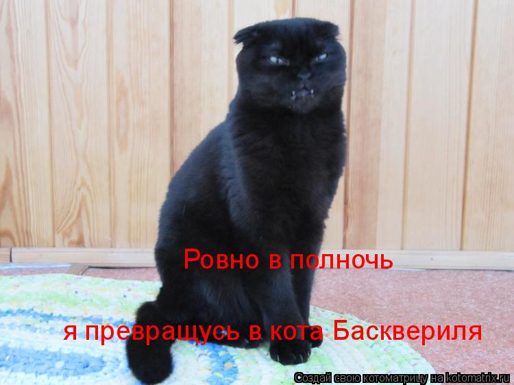 Ровно в полночь я превращусь в кота Басквериля... Котоматрица: Ровно в полночь я превращусь в кота Басквериля