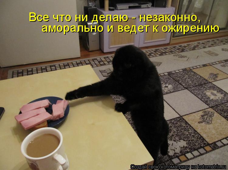 Все что ни делаю - незаконно, аморально и ведет к ожирению... Котоматрица: Все что ни делаю - незаконно, аморально и ведет к ожирению