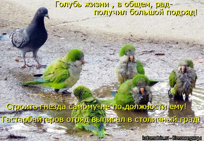 Голубь жизни , в общем, рад- получил большой подряд! Строить гнезда самому-не по должности ему! Гаста... Котоматрица: Голубь жизни , в общем, рад- получил большой подряд! Строить гнезда самому-не по должности ему! Гастарбайтеров отряд выписал в столичный гра