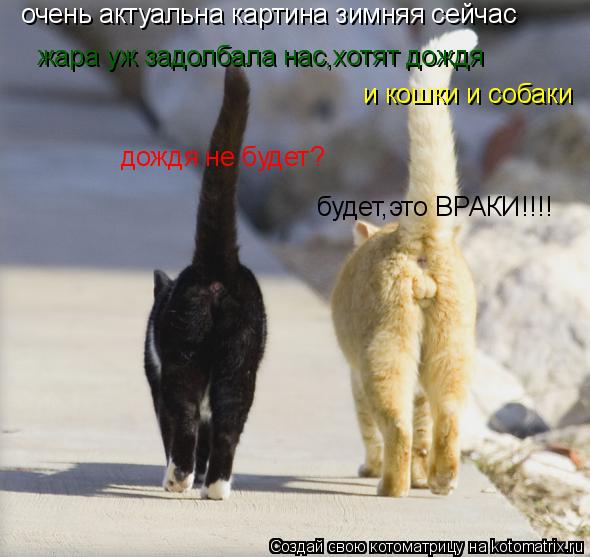 очень актуальна картина зимняя сейчас жара уж задолбала нас,хотят дождя и кошки и собаки дождя не буд... Котоматрица: очень актуальна картина зимняя сейчас жара уж задолбала нас,хотят дождя и кошки и собаки дождя не будет? будет,это ВРАКИ!!!!