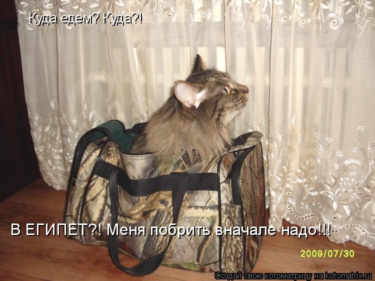 Куда едем? Куда?! В ЕГИПЕТ?! Меня побрить вначале надо!!!... Котоматрица: Куда едем? Куда?! В ЕГИПЕТ?! Меня побрить вначале надо!!!