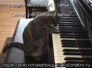 Играл я много мамб и сальс, Сейчас учу "Собачий вальс"... Котоматрица: Играл я много мамб и сальс, Сейчас учу "Собачий вальс"